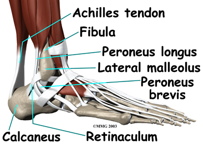 Outer Ankle