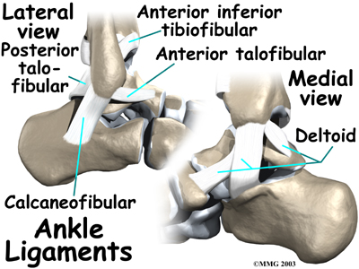 This series of ligaments supports the ankle syndesmosis, the part of the 