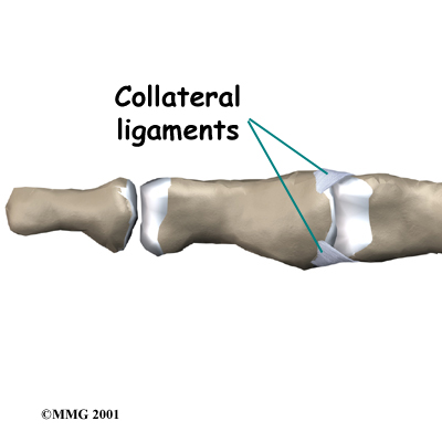pip joint anatomy