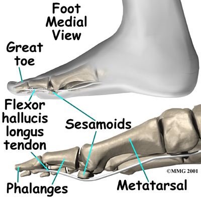 There is one sesamoid bone on each side of the base of the big toe.