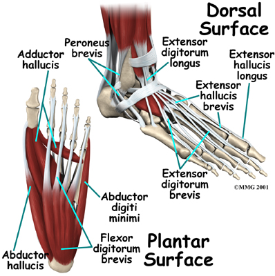 Foot Muscles